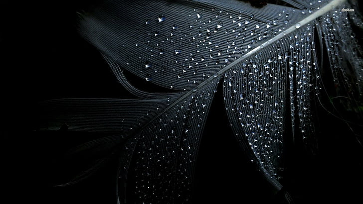 Feder, Wassertropfen, Tröpfchen, dunkel, HD-Hintergrundbild