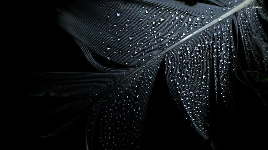 الريش ، قطرات الماء ، القطرات ، الظلام، خلفية HD HD wallpaper