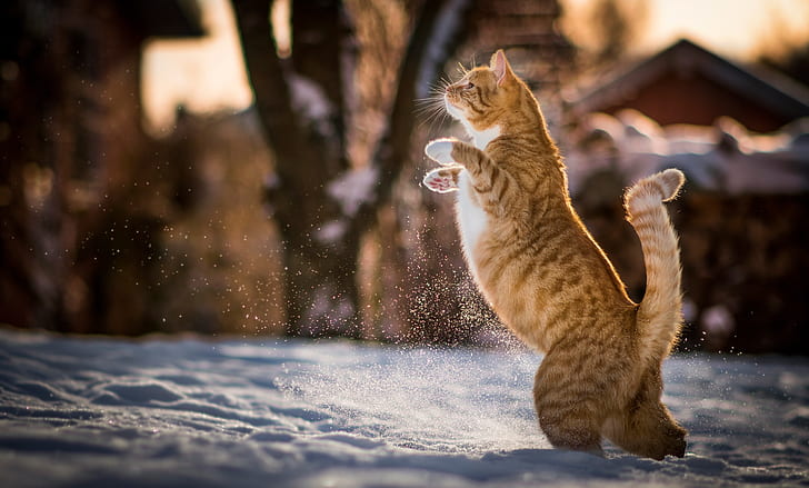зима, кот, снег, рыжий, котэ, на задних лапах, HD обои