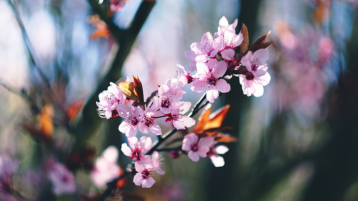 pink petaled flowers, spring, blossoms, blossom, trees, HD wallpaper
