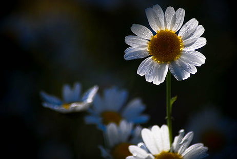white daisy flower, white daisy, flower, nature, natur, nikon  D40x, reflex, couleur, macro, daisy, plant, summer, close-up, springtime, petal, outdoors, HD wallpaper HD wallpaper