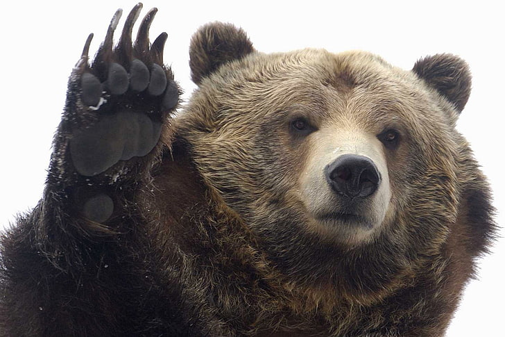Osos, oso, animal, primer plano, cara, oso grizzly, pata, Fondo de pantalla HD