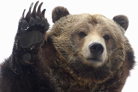 Bears, Bear, Animal, Close-Up, Face, Grizzly Bear, Paw, HD wallpaper HD wallpaper
