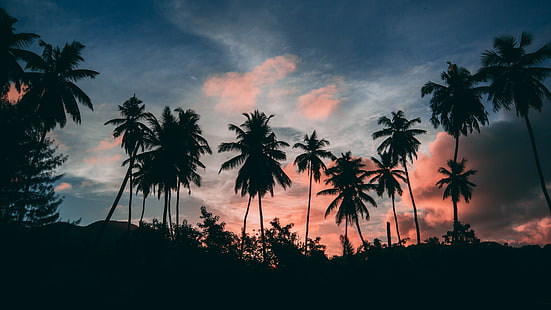 silhouette, palm tree, dusk, palms, evening, sky, tropical sunset, palm, sunset, twilight, tropical landscape, tropical, tree, HD wallpaper HD wallpaper