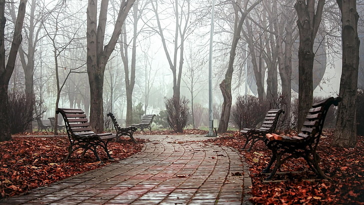 romantic, park, bench, benches, seat, tree, autumn, walkway, walking path, morning, winter, wood, fog, grove, HD wallpaper