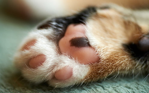 อุ้งเท้าแมวน่ารักคิตตี้, วอลล์เปเปอร์ HD HD wallpaper
