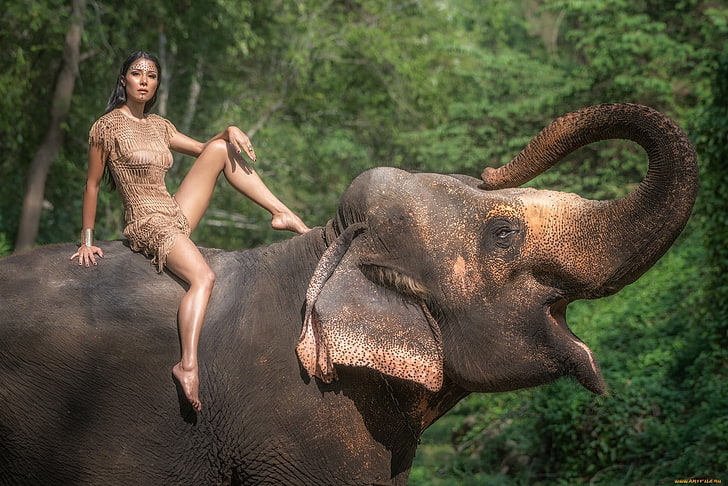 women, model, elephant, animals, HD wallpaper
