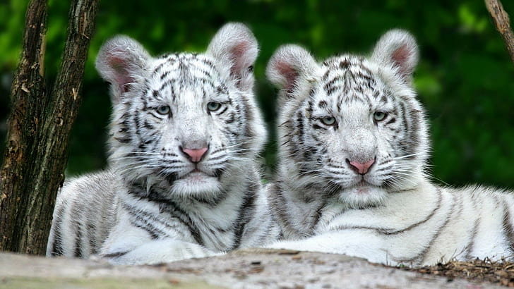 Tigrar, par, albino, randig, rovdjur, lögn, HD tapet