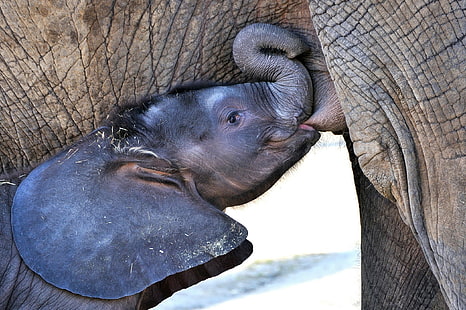 Elefanter, djur, baby djur, elefanter, djur, baby djur, HD tapet HD wallpaper