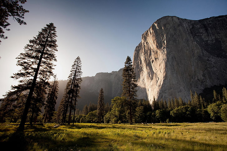 pohon pinus hijau, gunung, lanskap, hutan, alam, pohon, rumput, langit cerah, Taman Nasional Yosemite, El Capitan, Wallpaper HD