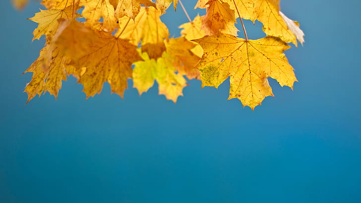Autumn leaves, 4K, HD wallpaper