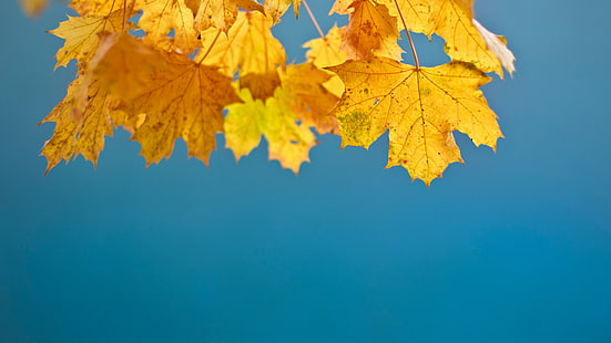 Autumn Leaves 4K、秋、葉、 HDデスクトップの壁紙 HD wallpaper
