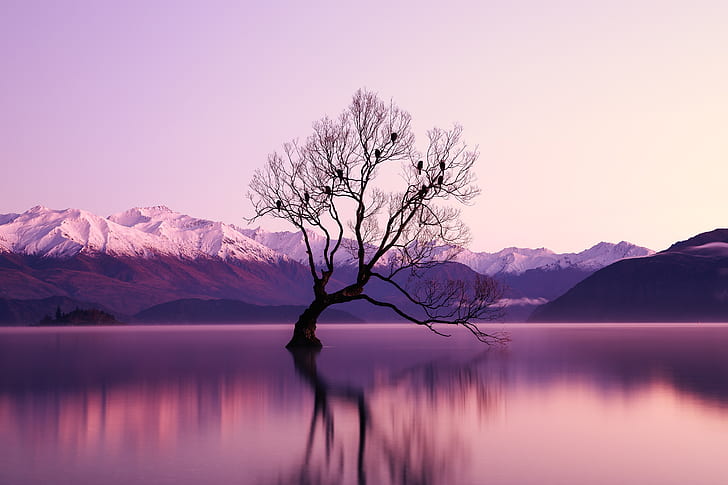 naturaleza, púrpura, agua, árboles, reflejo, lago Wanaka, Fondo de pantalla HD