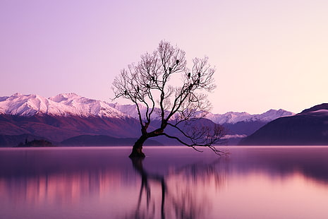 nature, purple, water, trees, reflection, Lake Wanaka, HD wallpaper HD wallpaper