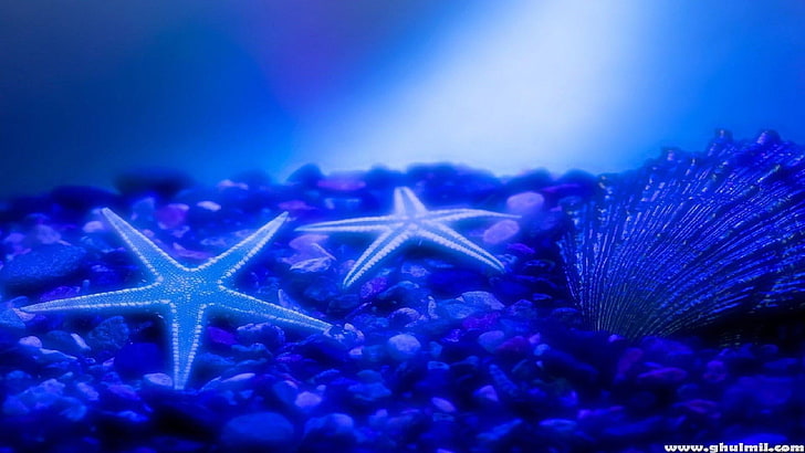 tanques, peixes estrela, beleza, azul, pedrinhas, concha do mar, resumo, HD papel de parede