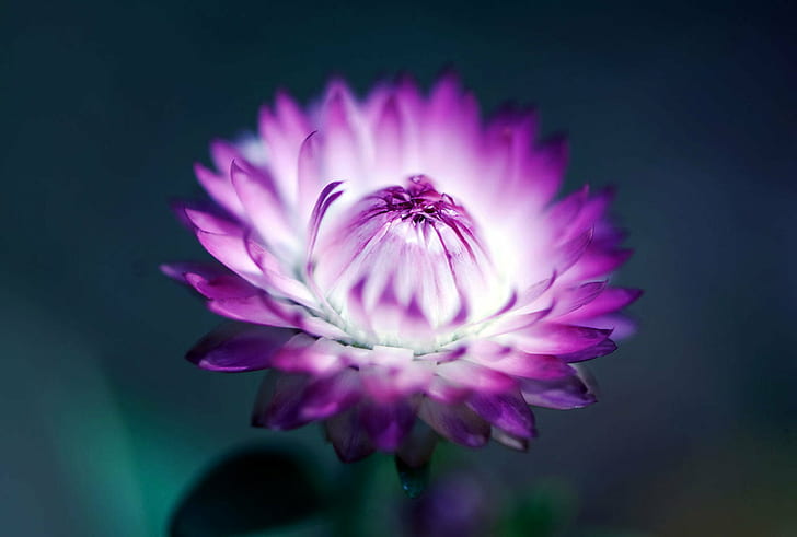 pink Strawflower selective focus photography, Memories, fade, pink, Strawflower, selective focus, photography, Flower, Fleur, Plant, Plante, Golden everlasting, nature, petal, flower Head, pink Color, close-up, beauty In Nature, lotus Water Lily, botany, water Lily, HD wallpaper
