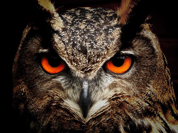 eyes, look, owl, Bird, HD wallpaper