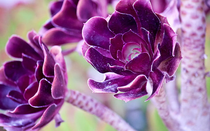Sukulen ungu, bunga, alam, ungu, sukulen, Wallpaper HD