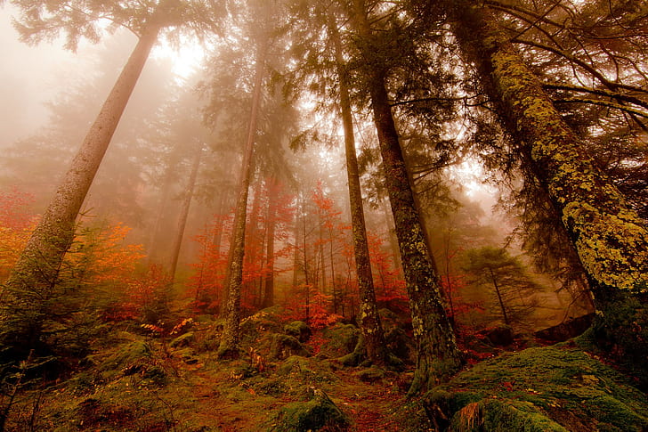 Forêt brouillard, forêt, automne, brouillard, pin, mieux, hd, Fond d'écran HD