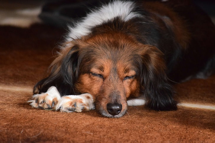 braune, braune haare, hund, kooiker, nikon, ganz, schlaf, schlafend, HD-Hintergrundbild