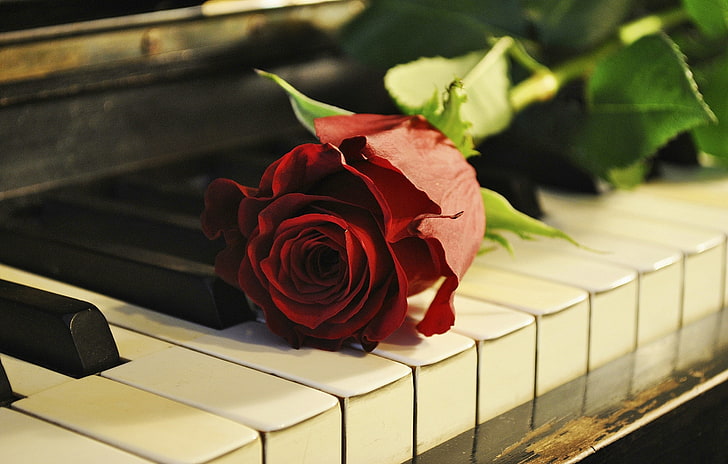 赤いバラ、花、バラ、ピアノ、キー、 HDデスクトップの壁紙