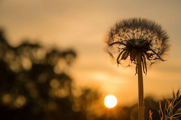 photograph of dandelion during sunrise, dandelion, Dandelion, sunset, photograph, sunrise, flower, exif, model, canon eos, 760d, geo, country, camera, iso_speed, focal_length, 70 mm, aperture, ƒ / 10, geo:location, lens, ef, s18, f/3.5, state, city, canon, nature, plant, summer, outdoors, sunlight, HD wallpaper