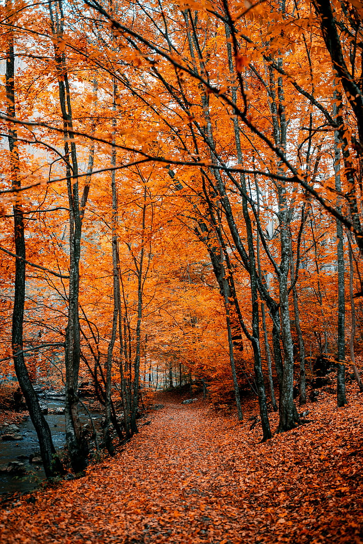 есен, пътека, зеленина, гора, дървета, есенни цветове, HD тапет, тапет за телефон