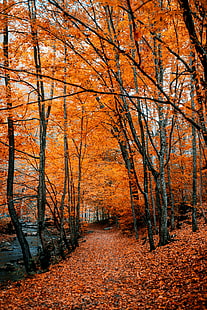 осень, тропинка, листва, лес, деревья, осенние краски, HD обои HD wallpaper