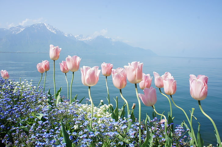 pink tulip flowers beside sea at daytime nature photography, water, flowers, mountains, lake, tenderness, spring, tulips, forget-me-nots, Geneva, HD wallpaper