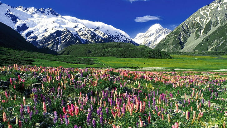 Prado florido na primavera, neve, prados, flores, montanhas, natureza e paisagens, HD papel de parede