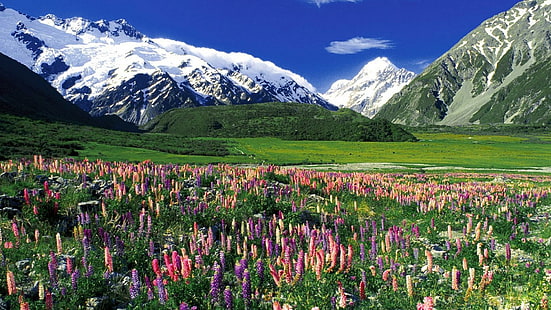 Blühende Wiese im Frühling, Schnee, Wiese, Blumen, Berge, Natur und Landschaften, HD-Hintergrundbild HD wallpaper