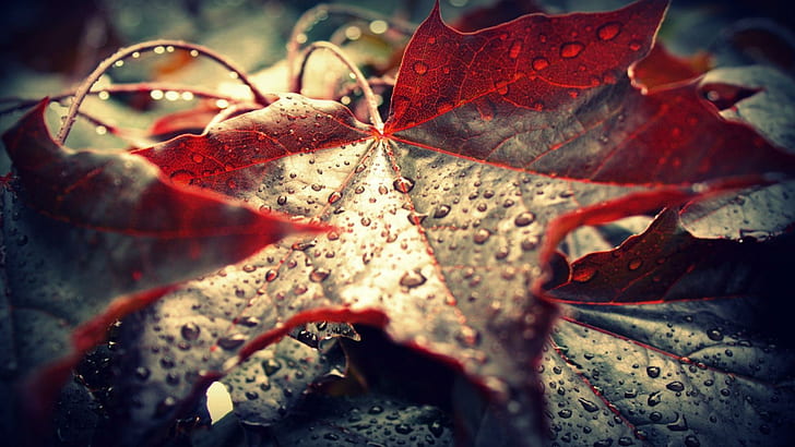 Foglia rossa sola, acqua, caduta, foglia, pioggia, autunno, 3d ed estratto, Sfondo HD