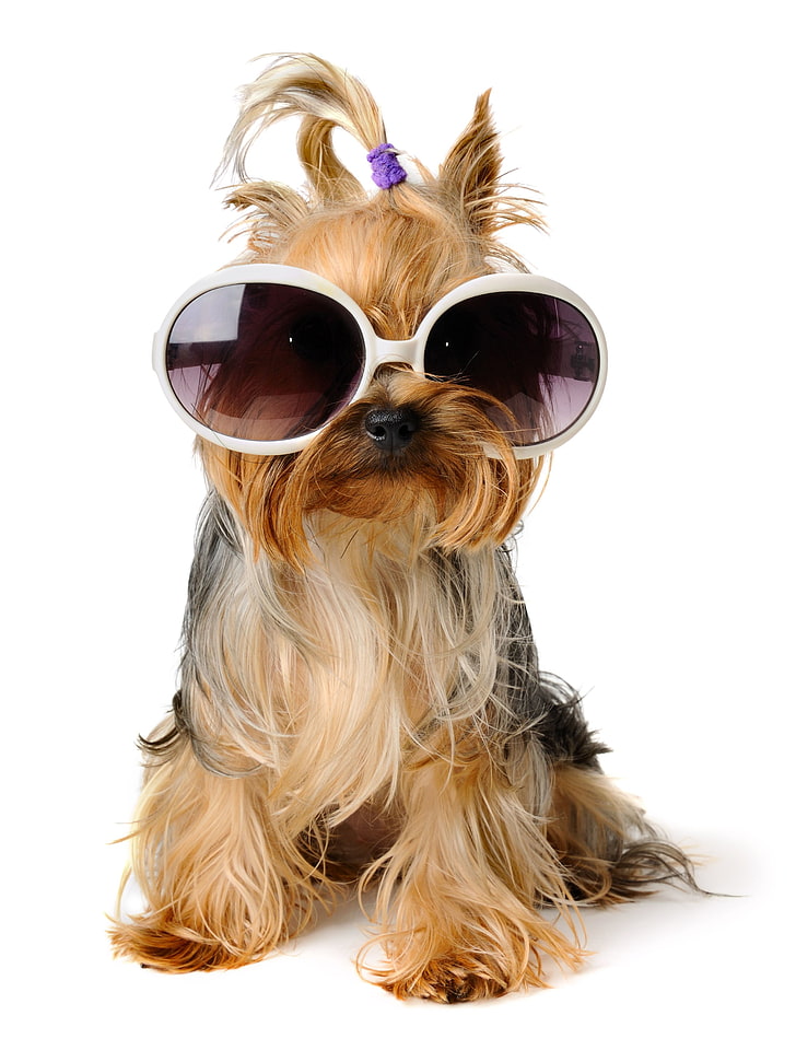 occhiali da sole oversize con cornice bianca, cane, Sfondo HD, sfondo telefono