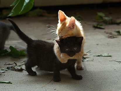 dua kucing oranye dan hitam berbulu pendek, anak kucing, pasangan, main-main, hitam, merah, Wallpaper HD HD wallpaper