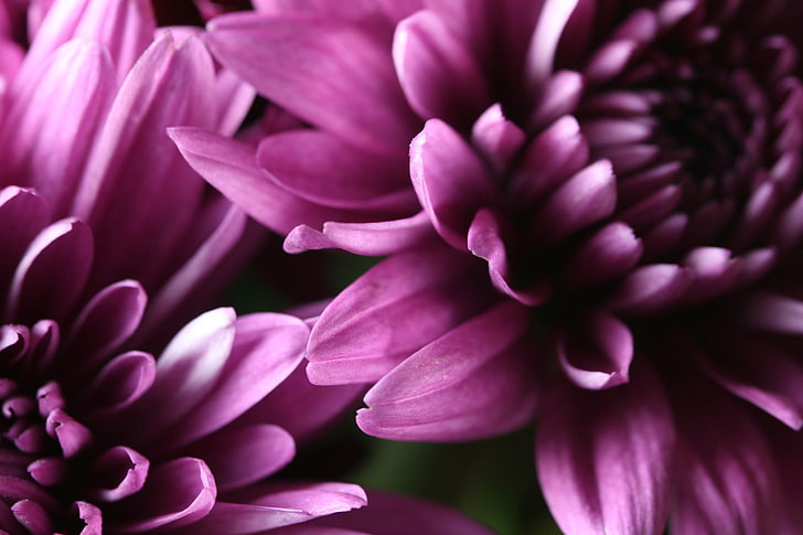 fiore viola e bianco petalo, fiori, Sfondo HD