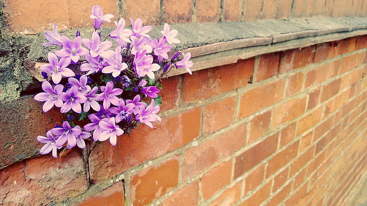 wall, bricks, flowers, plants, HD wallpaper