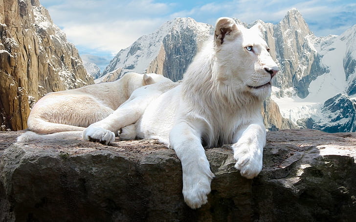 Leões brancos, leão albino, leão branco, leão, HD papel de parede