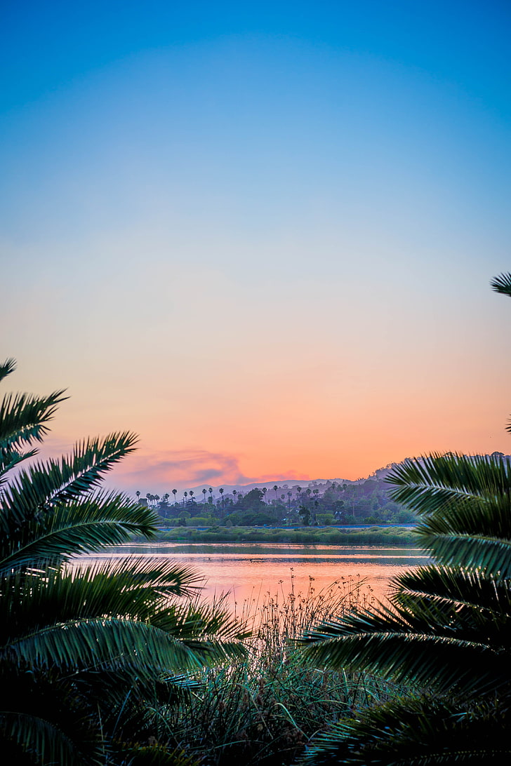 plantas de palma verde, ramas, lago, puesta de sol, hierba, santa barbara, estados unidos, Fondo de pantalla HD, fondo de pantalla de teléfono