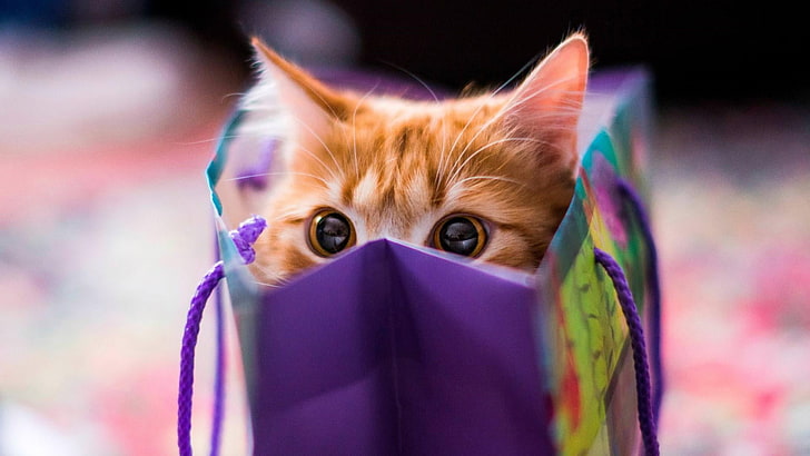kitty, kitten, cat, cuteness, cute, funny, bag, peep, peek, HD wallpaper