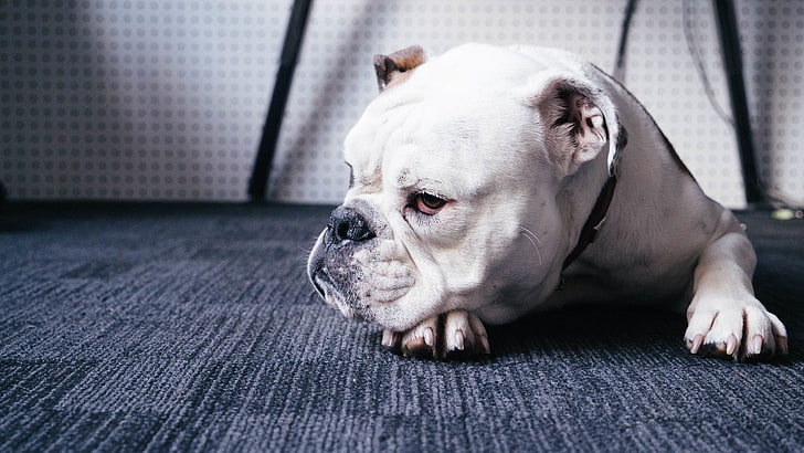adult tan and white English bulldog, bulldog, dog, muzzle, lying, HD wallpaper