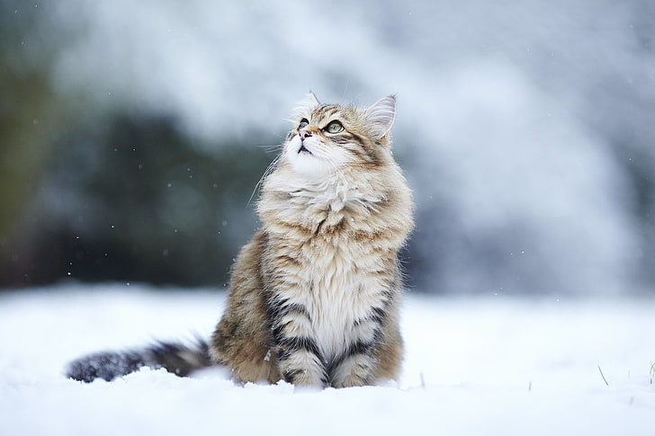 длинношерстная черно-коричневая кошка, коты, пушистые, снег, размывание, HD обои