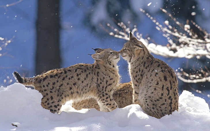 two brown-and-black lynxes, winter, forest, snow, the game, lynx, cubs, HD wallpaper