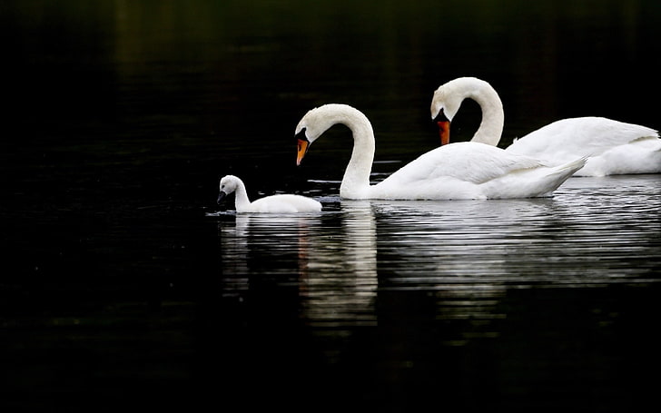 three swans, swans, birds, swim, water, HD wallpaper