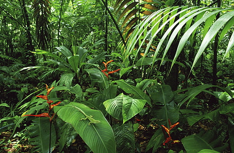 Rainforest With Palms And Heliconia And ...、green banana tree、Nature、Forests、With、Green、Costa、Rica、Female、Rainforest、Palms、Heliconia、Anole、 HDデスクトップの壁紙 HD wallpaper