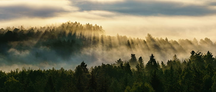 зеленые деревья с туманом под серым небом, зеленые, деревья, Sächsische-Schweiz, пейзаж, a6000, Großer Bärenstein, Sony, беззеркальные, Elbsandsteingebirge, Großer Bärenstein, туман, панорама, панорама, природа, на открытом воздухе, солнце, восход солнца, Sonne, лес,дерево, на природе, пейзажи, закат, небо, утро, гора, HD обои