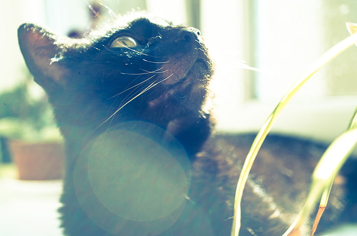черна котка, котка, животни, слънчева светлина, HD тапет