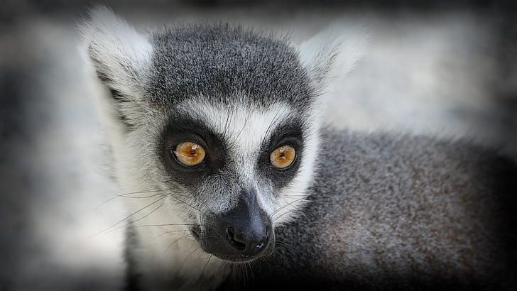 lemur, muzzle, look, HD wallpaper