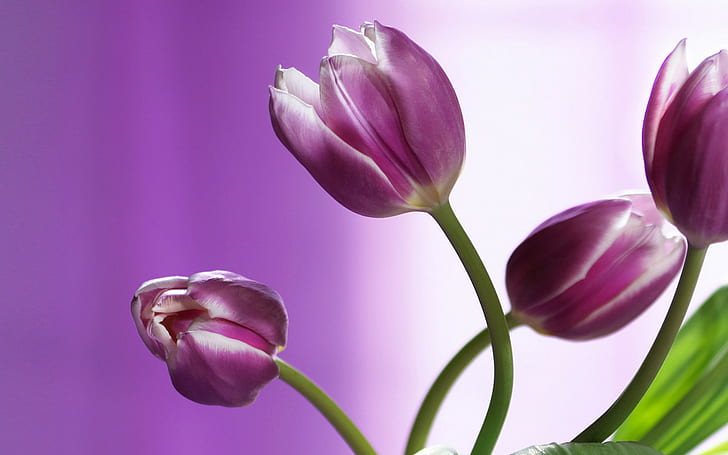 花、自然、チューリップ、紫色の花、 HDデスクトップの壁紙