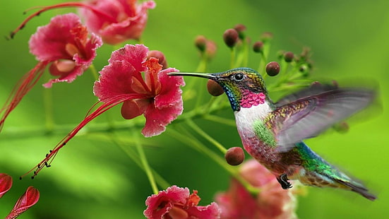 Animal, animals, 2560x1440, Hummingbird, bird, hd, 4K, HD wallpaper HD wallpaper