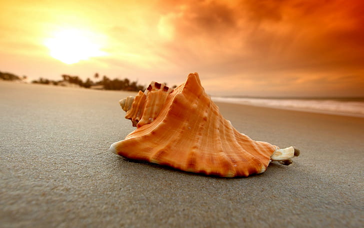 Песчаный пляж Shell Sea Скачать фото, пляжи, пляж, скачать, фото, песок, ракушка, HD обои